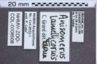 Etikette zu Anisomerus lamellicornis (NHMW-ZOO-COL-0008508)